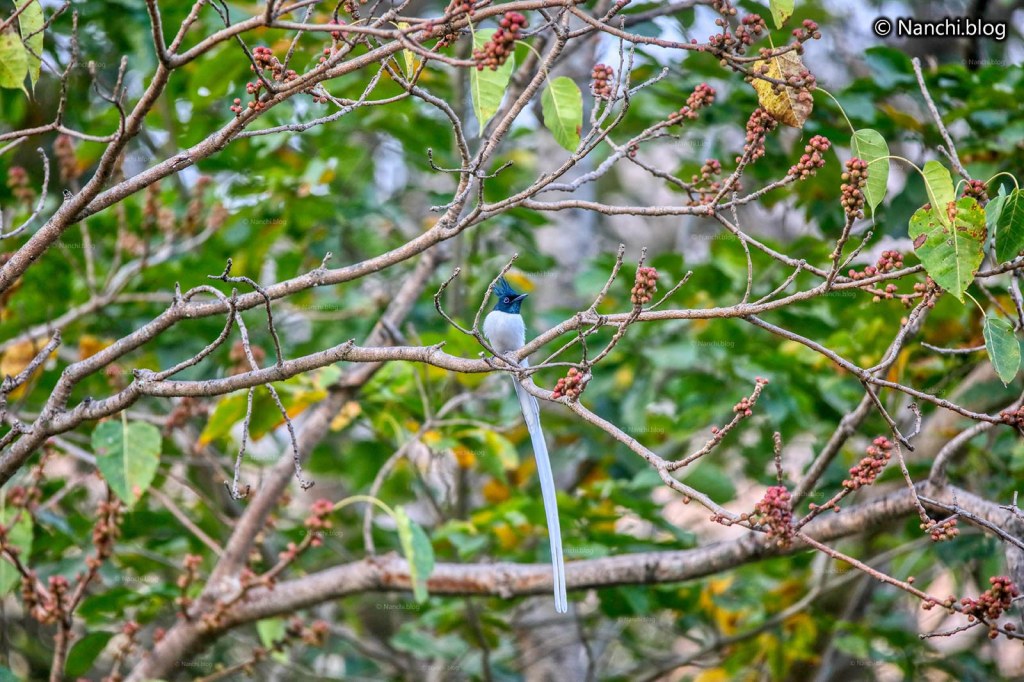 Asian Paradise Flycatcher Male, Sinhagad Valley, Pune