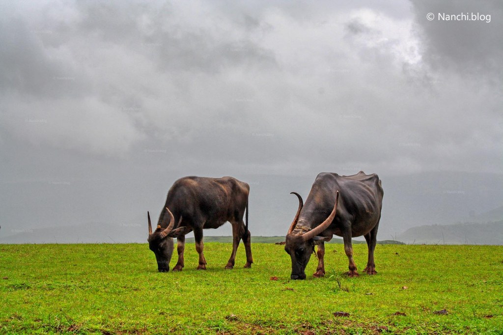 Buffaloes grazing, Thoseghar, Satara, Maharashtra