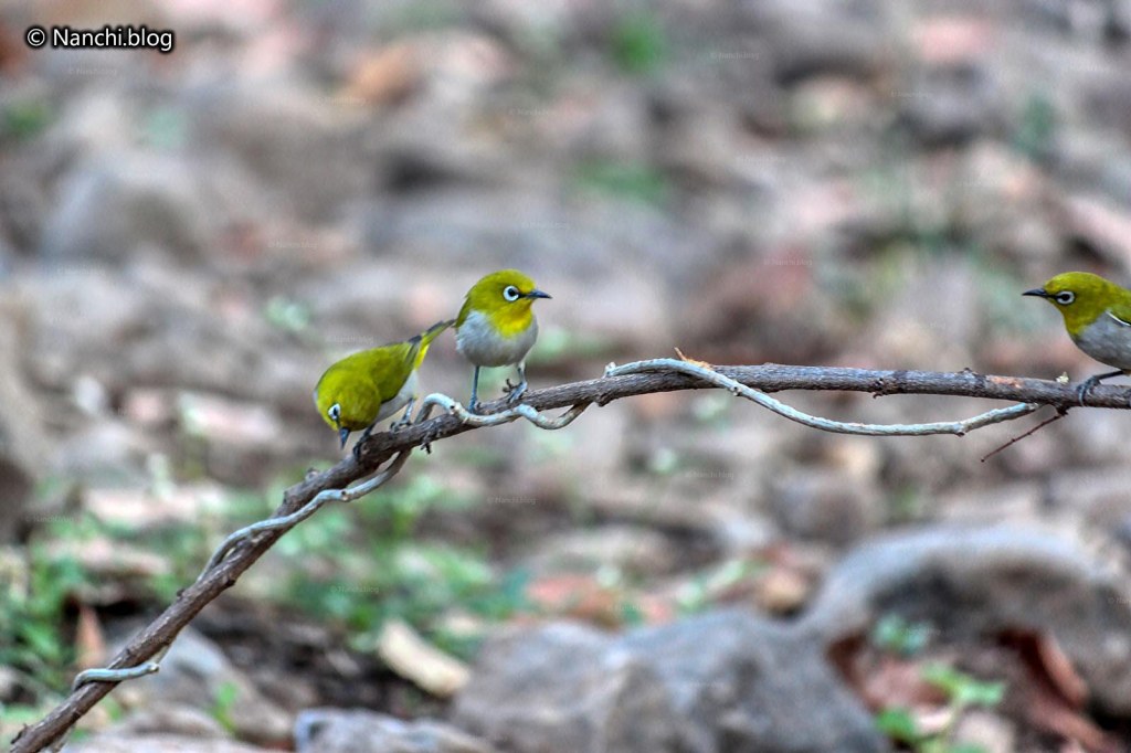 Oriental White Eye Birds, Sinhagad Valley, Pune