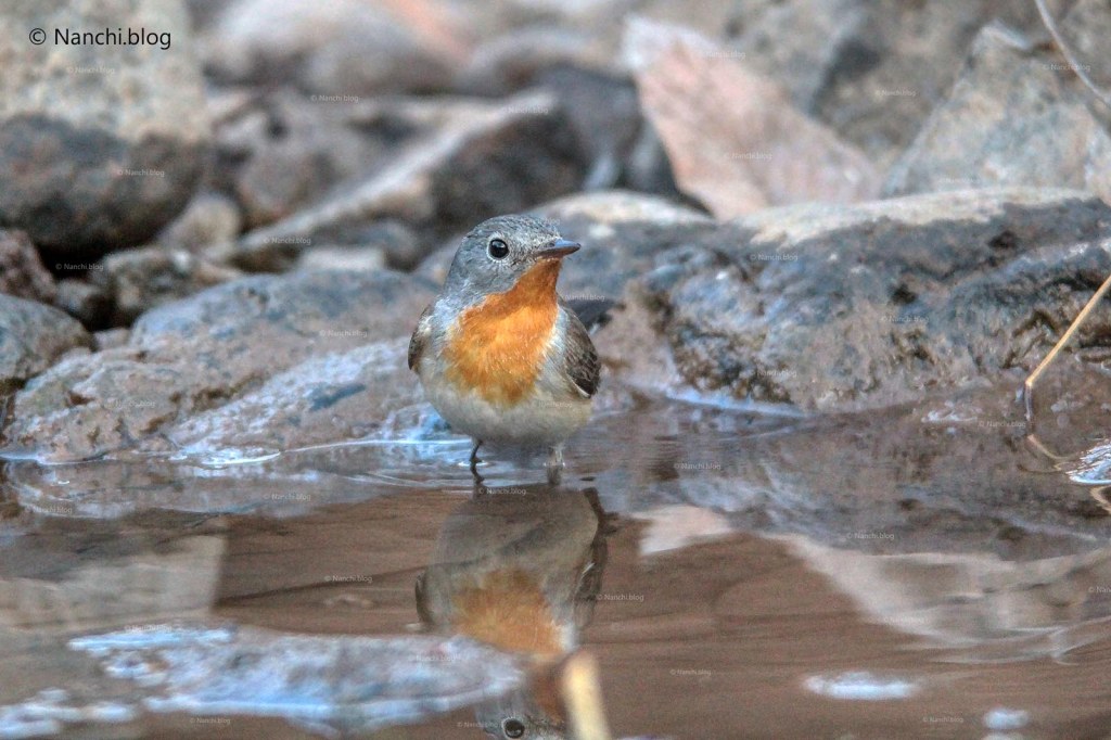 Red-Breasted Flycatcher in water, Sinhagad Valley, Pune