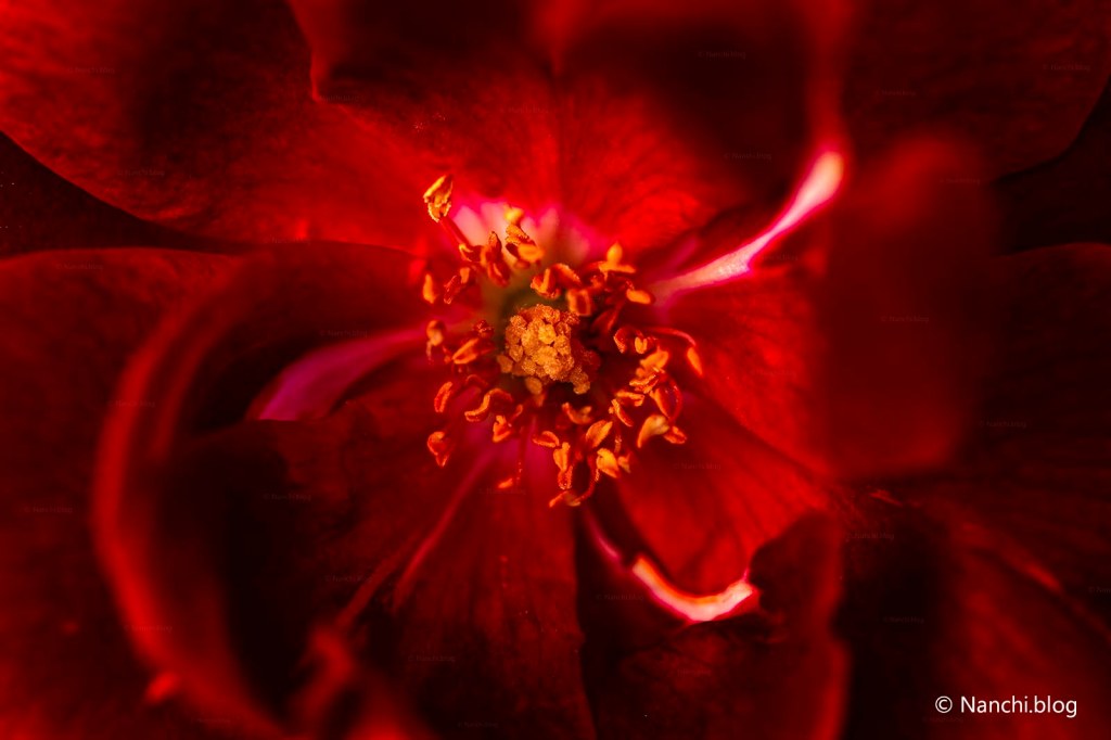 Red Rose centre macro shot