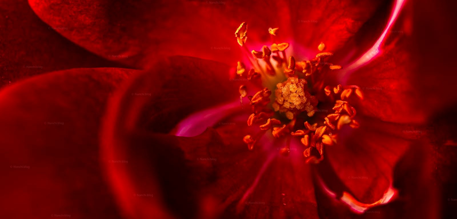 Red Rose centre macro shot