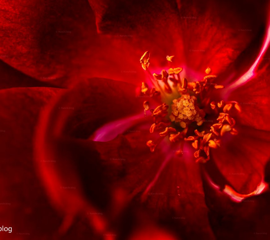 Red Rose centre macro shot
