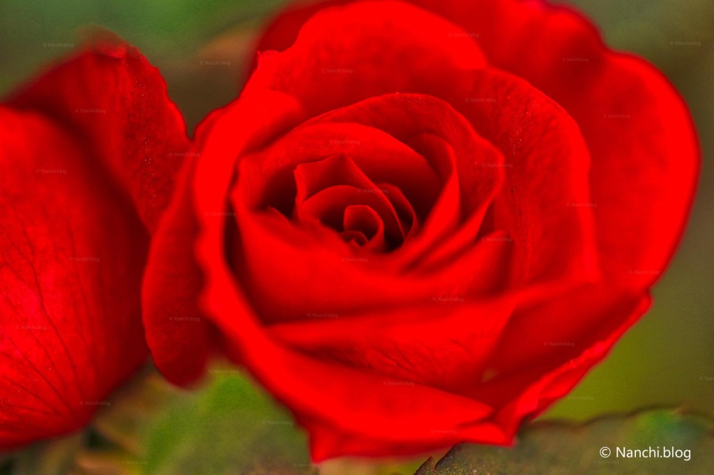 Red Rose