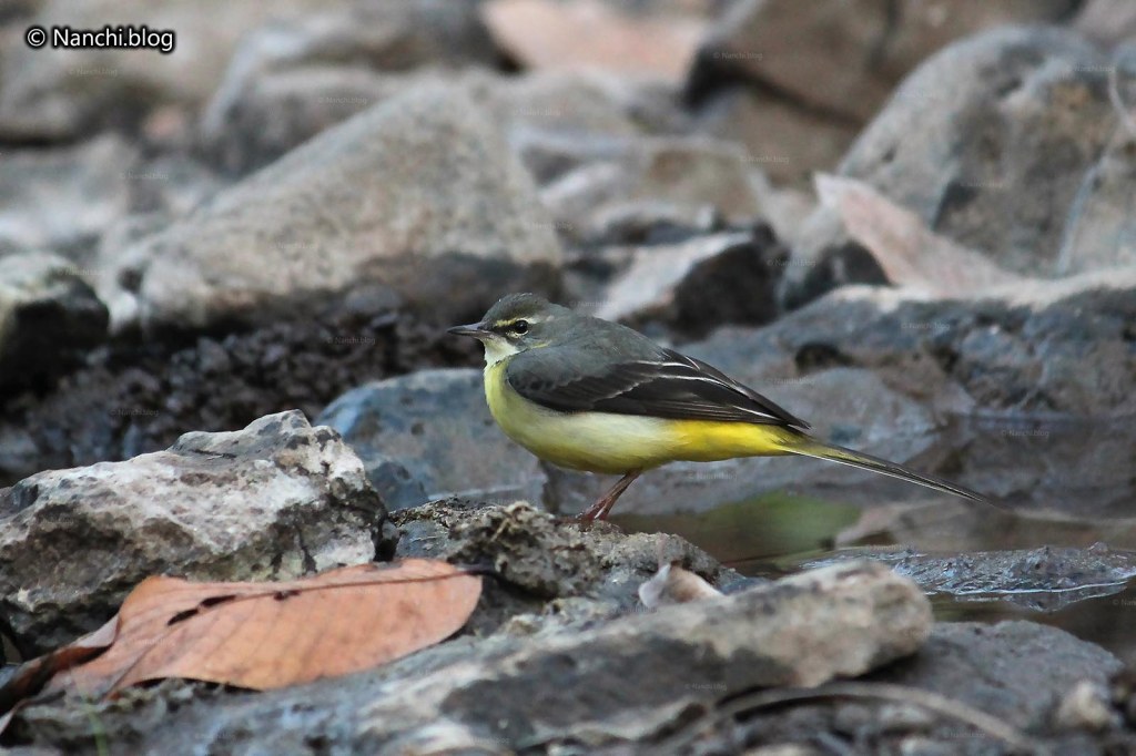 Yellow Wagtail, Sinhagad Valley, Pune